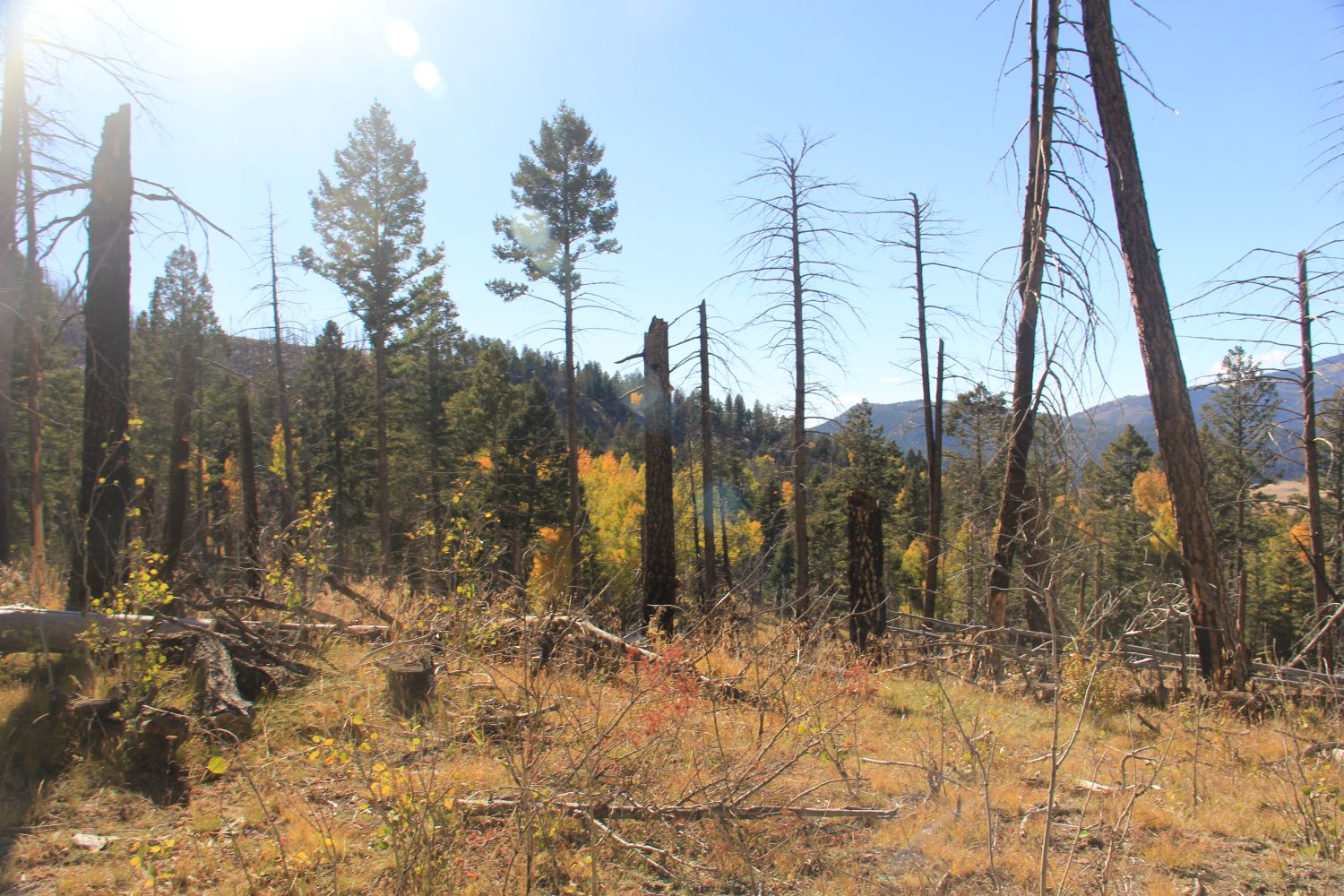 Valles Caldera National Preserve 